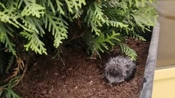 Птенца подкинули в кашпо возле одного из банков Южно-Сахалинска