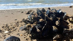 Морские деликатесы приросли к буям на побережье Сахалина