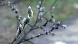 Вербное воскресенье в 2025 году: история и традиции праздника, приметы  