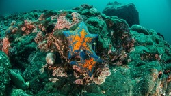 «Как красиво!»: сахалинцам показали одну из самых красивых морских звезд на острове
