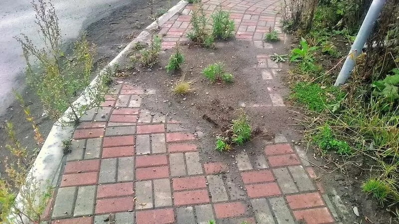 Привет из Припяти. Тротуар на востоке Сахалина не дождался пешеходов и зарос