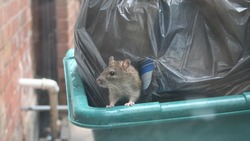 Полчища крыс атаковали мусорные контейнеры в Поронайске