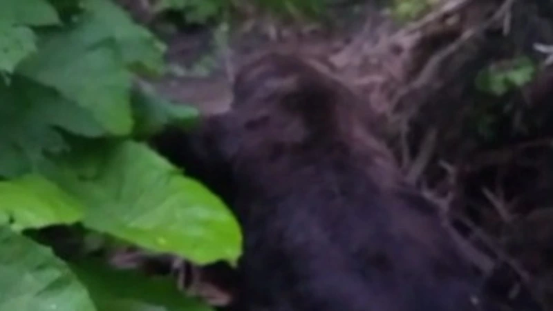 Охотники озвучили подробности отстрела медведя на трассе близ Охотского