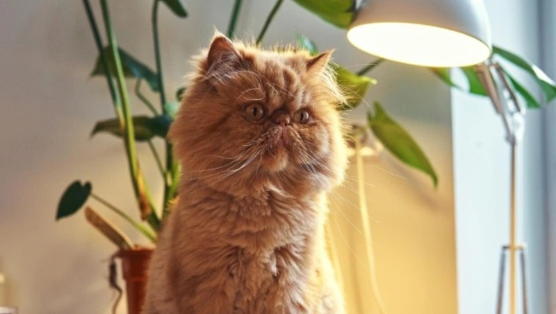 Школа и несколько улиц в Южно-Сахалинске останутся без света 29 апреля