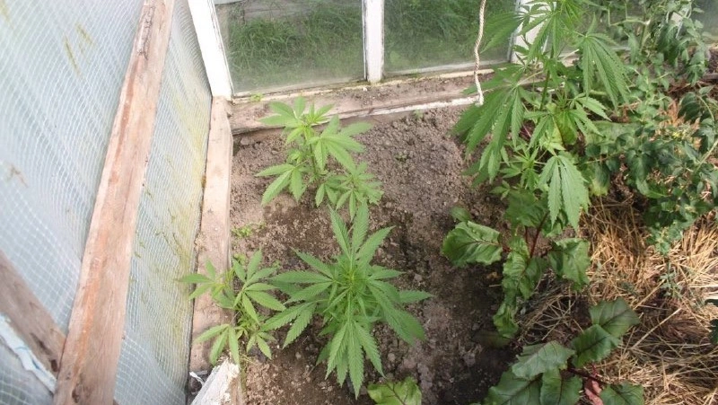Правоохранители на Сахалине задержали пенсионера с полной теплицей конопли 