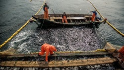 Организацию лососевой путины в 2024 году обсудили на Сахалине