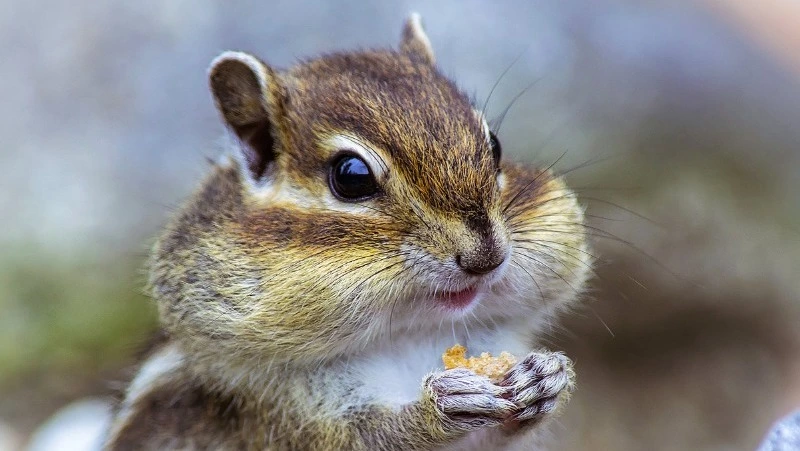 Бурундуки на Сахалине: особенности и повадки