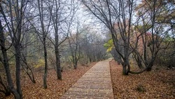 Сахалинский ботанический сад преобразили в современное общественное пространство