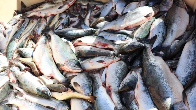 В Смирных за день снова продали более 2500 килограммов рыбы