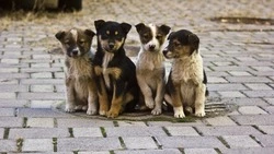 Из бюджета Сахалинской области выделили 75 миллионов на приюты для животных