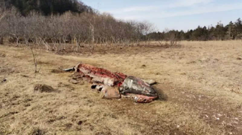 Жители Кунашира боятся медвежьего пира из-за останков туши китенка