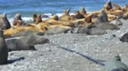 Четырех сивучей спасли от пластиковых ошейников