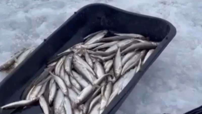 Стало известно, где 12 февраля на Сахалине клюет корюшка