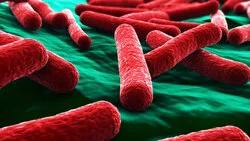 Россельхознадзор обнаружил кишечную палочку в двух питьевых скважинах на Сахалине