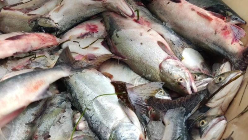 Живые личинки гельминтов нашли в горбуше из Тунайчи и реки Поронай