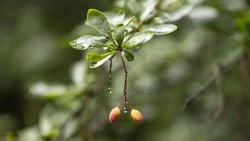 В Южно-Сахалинске будет потепление до +22 градусов и небольшой дождь 2 октября