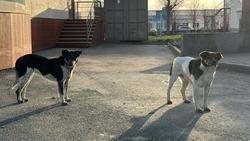 Прокуратура проверит информацию о нападении собак на жителей Невельска