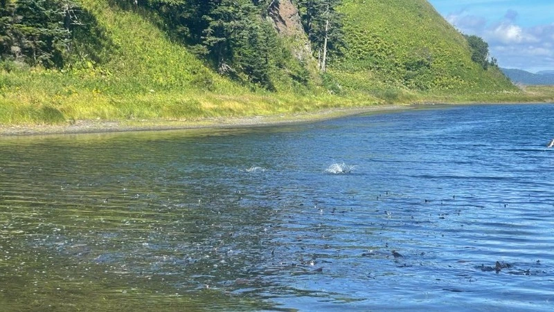 Река на юге Сахалина вскипела от огромного количества горбуши