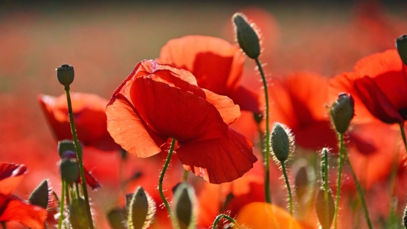 Прогноз Таро на завтра: главный совет карт на 18 июля 2023