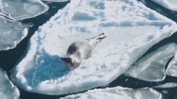 Танец сивуча на льдине с высоты птичьего полета снял блогер на Сахалине