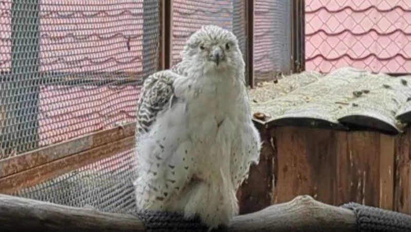 Сотрудники Сахалинского зоопарка показали самого крупного сокола