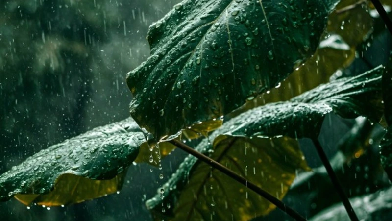 Небольшие осадки и до +25 градусов ждет жителей Сахалина и Курил 19 августа