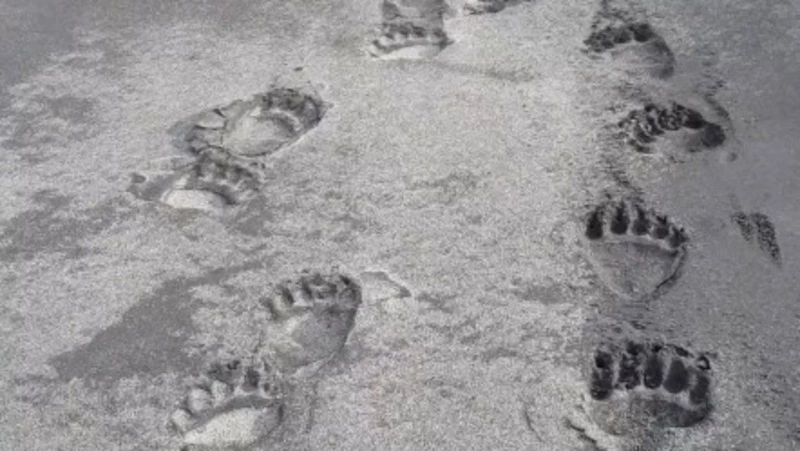 Блогер показала свежие следы проснувшихся медведей на Курилах