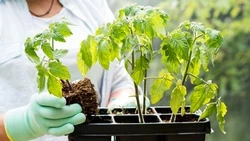 Четверть россиян потратит до 10 000 рублей на покупку семян и рассады в этом сезоне