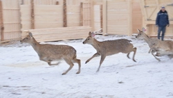 Несколько изюбров на Сахалине погибли от голода