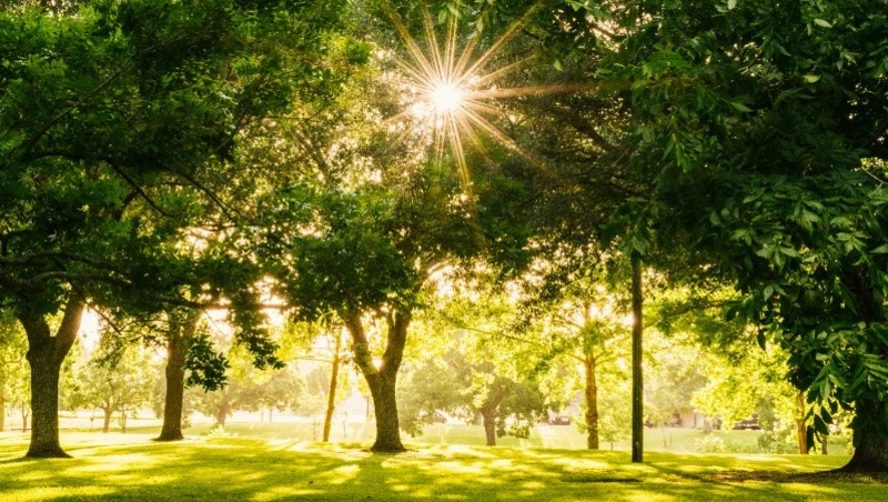 Экопарк с велодорожками, зонами отдыха и арт-объектами построят в Холмске за 170 млн рублей