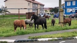 Десятки лошадей облюбовали детские площадки Южно-Курильска