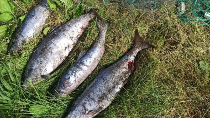 Браконьеры на Сахалине за неделю получили штрафы на 110 тысяч рублей