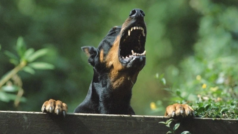 «Лежала у остановки»: в Татарстане стая бездомных собак напала на 9-летнюю девочку