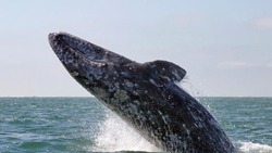 «Сахалин Энерджи» провела рабочую встречу группы по сохранению серых китов