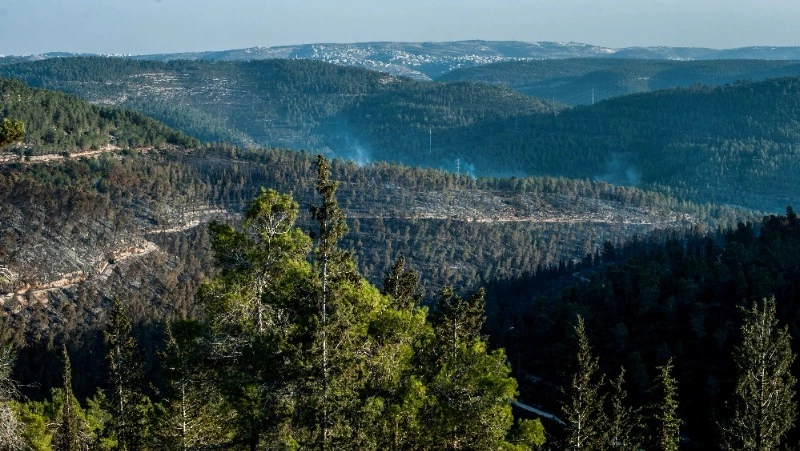 Площадь лесных пожаров на Сахалине сократили в 40 раз благодаря беспилотникам 