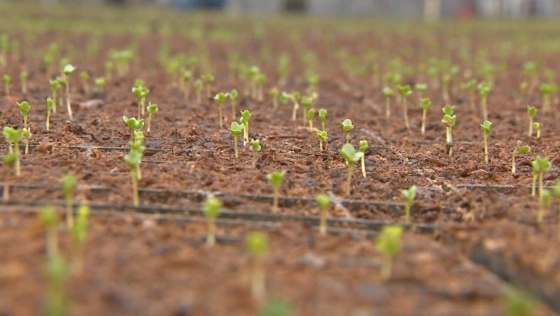 На Сахалине стартовала малая посевная. Сельсовет 19.04.23