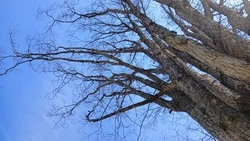 Тополь «подставил»: детсад в Южно-Сахалинске заплатил 455 тысяч рублей за помятую машину