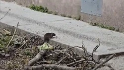 Крысы захватили контейнерную площадку в одном из дворов Южно-Сахалинска