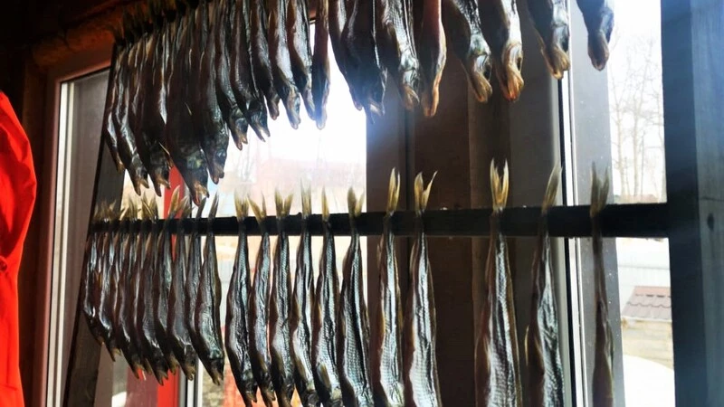 Горы корюшки добывают рыбаки Сахалина. Зимний сезон в разгаре