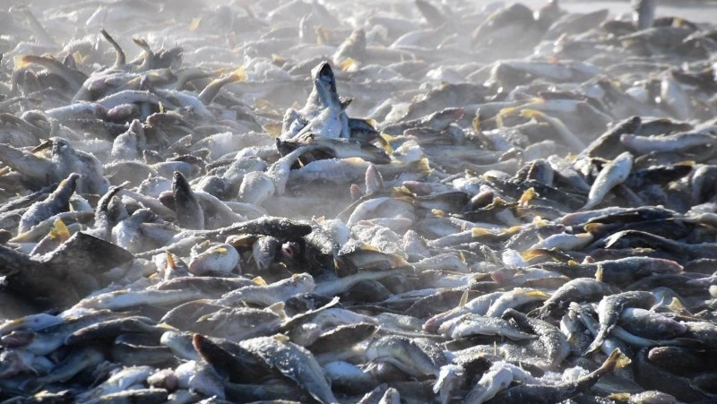 Более 5 тысяч тонн наваги добыли на Сахалине