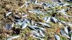 Берег моря усыпало селедкой после шторма в Корсаковском районе