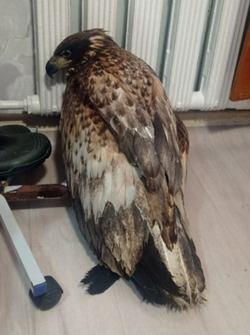 Сотрудники ГАИ спасли раненого орлана на Курилах