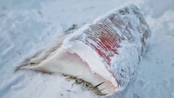 Стало известно, куда исчезла туша кита с побережья Сахалина