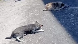 Отловщики оставили усыпленных собак на асфальте в Углегорском районе 