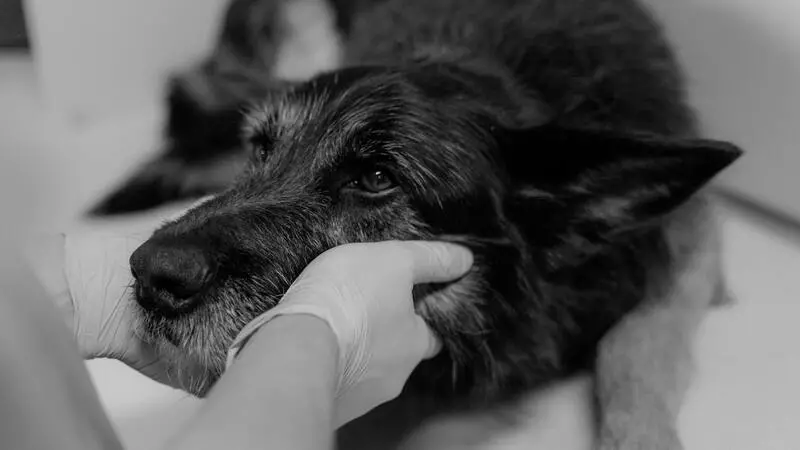 Мошенники взломали Instagram сахалинки из-за собаки. Они просили деньги на лечение зверя