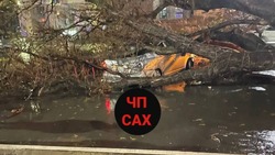Сильный ветер уронил дерево на машину с пассажиром в Холмске 7 ноября