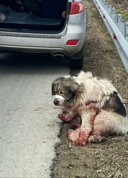Обмазанного кровью пса нашли на трассе в Южно-Сахалинске  