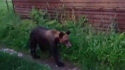 Медведь устроил вечернюю прогулку в центре села на Курилах