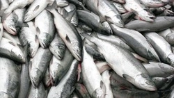 Сахалинская область вышла на третье место в путине