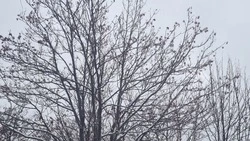 Снег, до +2°С: погода в Сахалинской области на день 17 марта